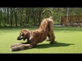 Afghan hound agility & tricks by Shaghf 5 months old の動画、YouTube動画。