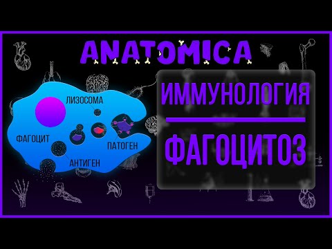 Фагоцитоз иммунология / Фагоцитоз патофизиология / Иммунология