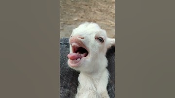 Cute Goat Kid Maa Maa #shortsfeed #goat #goatsound
