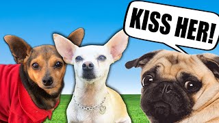 Best Friend Dating Advice on First Date!  PawZam Dogs