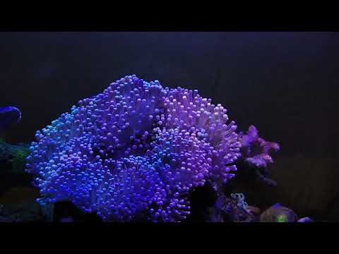 Video: Bagaimana cara menjaga anemon laut tetap hidup?