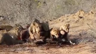 Lion pride killing a buffalo get confronted