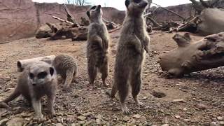 VIRTUAL ZOO DAY LIVE 2: Baby meerkats have breakfast!