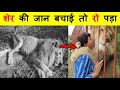 ये शेर इस औरत को माँ जैसे प्यार करता था, कारण जान के चौंक जाओगे ।Jupiter Lion & Ana Julie friendship