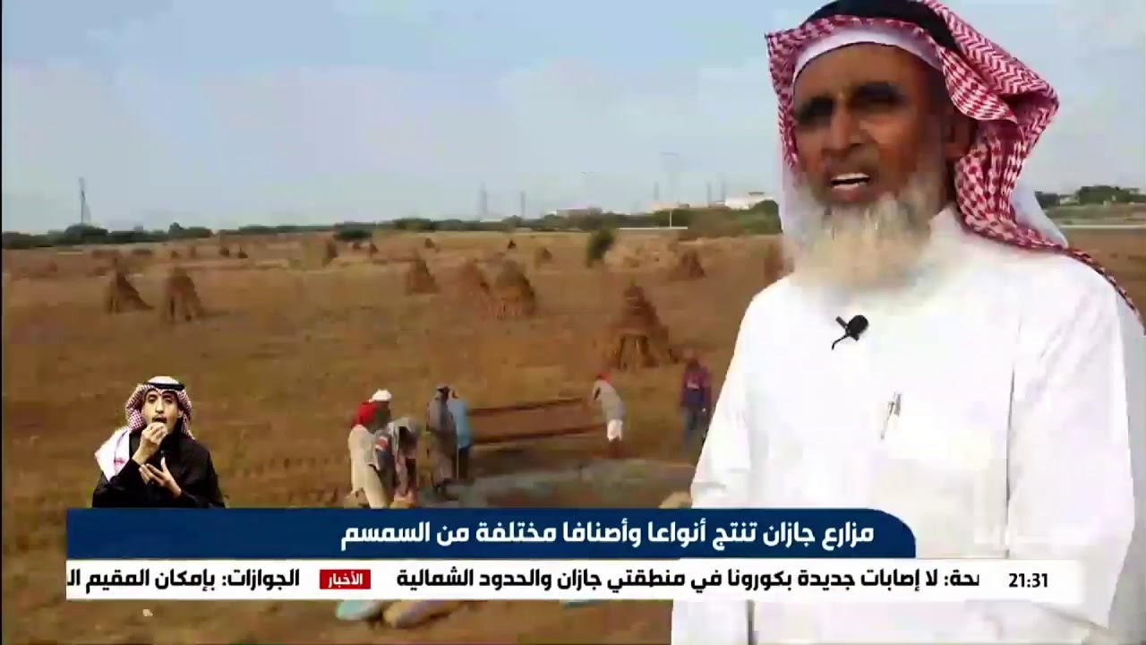 زراعة السمسم في جازان Youtube