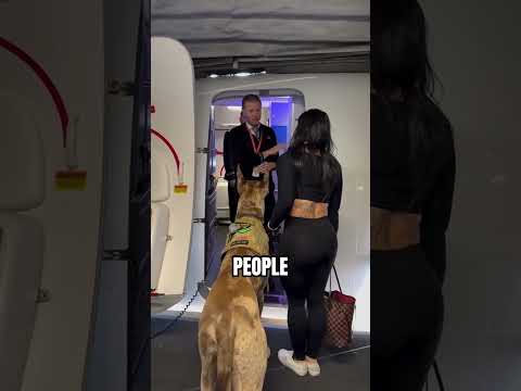 Service Dog on the Airplane (@perklive02)