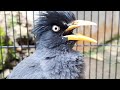 Jalak Kerbau Gacor Pancingan Jalak Kebo Mp3 - Mp4 Download