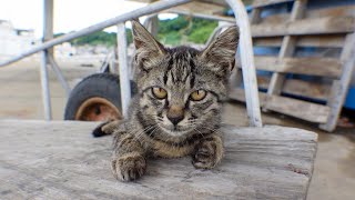 漁港で見掛けた子猫が可愛過ぎる