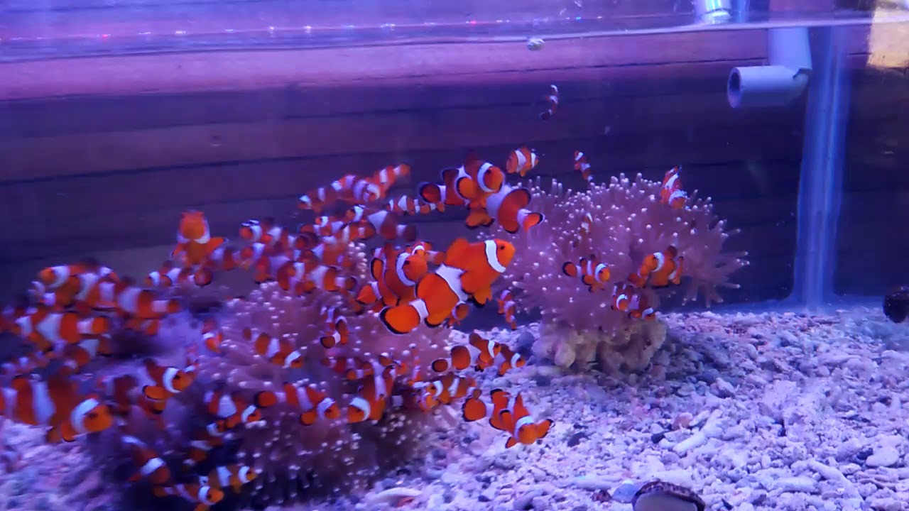  Ikan  hias  Nemo dalam aquarium  YouTube