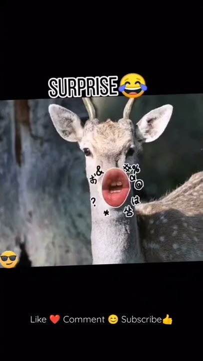 hewan lucu bikin ketawa ngakak gokil kocak abis #shorts #animals #funny #hewangemez #lucubanget