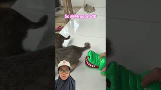 Mainan Buaya Ini Mau Dorong Miaw youtubeshorts toys cat funny