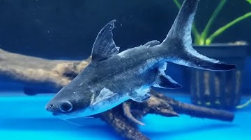 4 Loại Cá Mập Cảnh - Cá Mập Nước Ngọt (Sutchi catfish/shark Albino/Spot Pangasius/Paroon Shark)