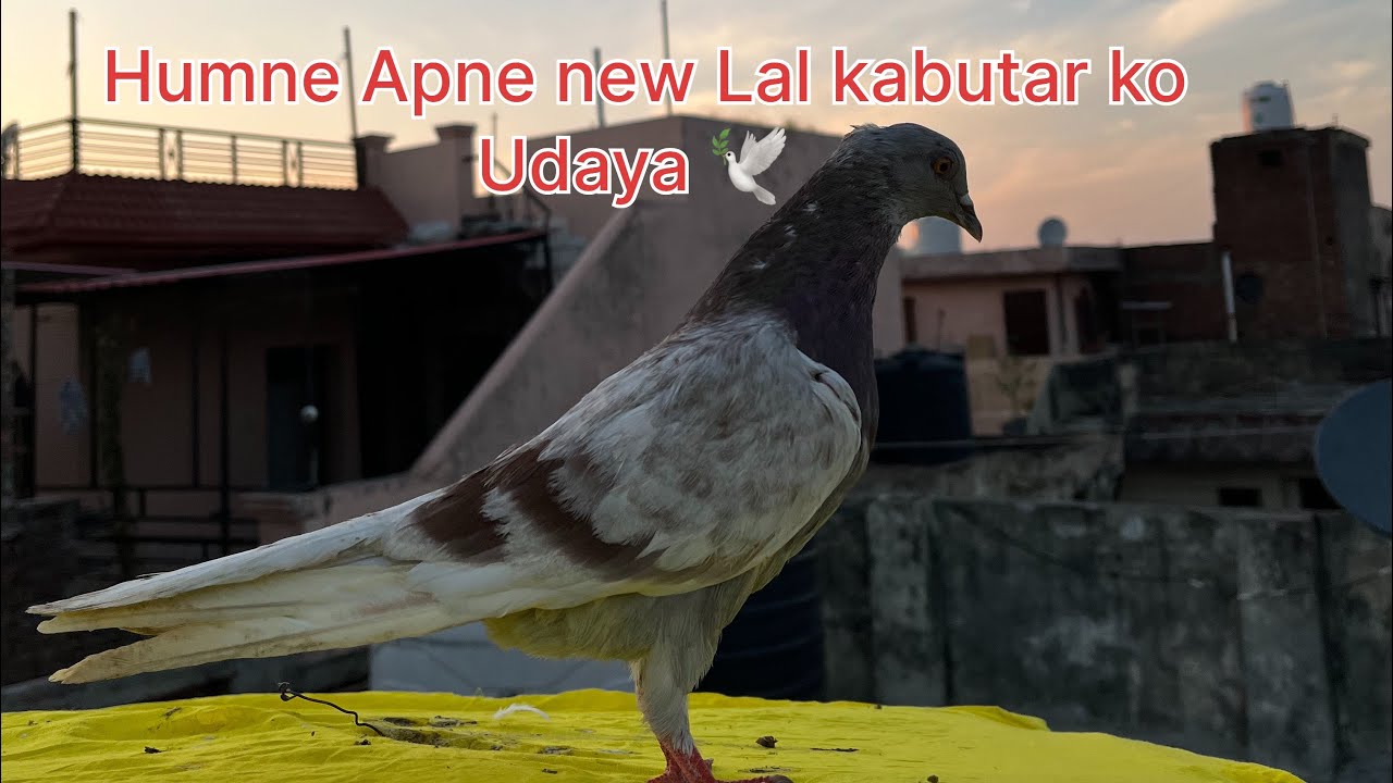 humara Lal Kabootar pakka Hogaya🕊️❤️