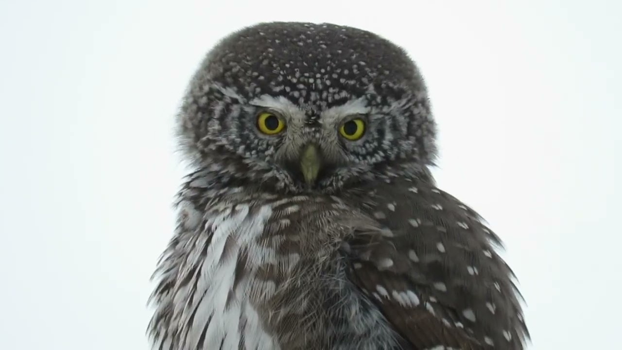 Pygmy Owl Oslo 11 Feb 26