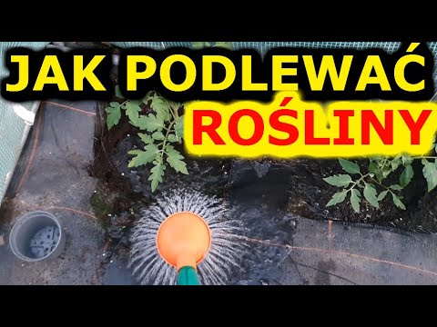 Wideo: Jakie Zasady Podlewania Roślin Zaniedbują Mieszkańcy Lata