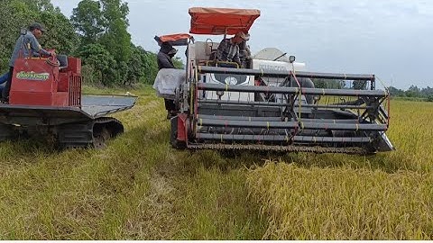 máy cắt105 chạy rất lẹ cắt rất nhanh lúa chúng quá tập58#maibangtv