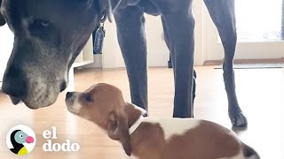 Perro gruñón se enamora de unos cachorritos de paso | El Dodo