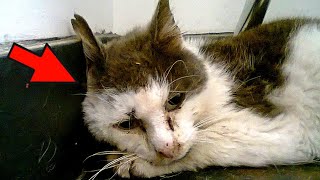 The cat cried in the shelter, seeing off its owners. You won't believe what happened next!