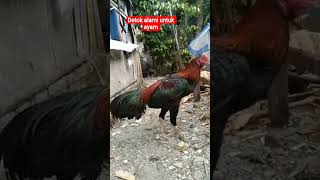 Detok alami ayam #viralshorts #shortvideo #ayam #ayambangkok #youtubeshorts #rooster #peternakan#fyp