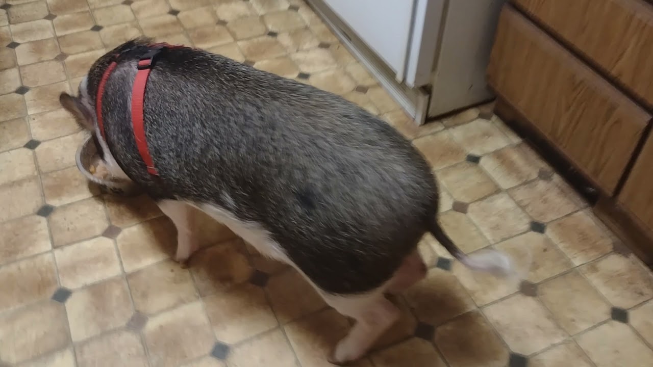 Micro Mini Pig Enjoying His Supper