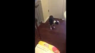 Funniest Boston Terrier Compilation In 60 Seconds #shorts