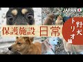 【楽園の日常とミリオご挨拶】野犬トリオで過ごしています
