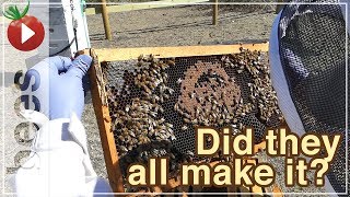 Beekeeping - First Hive Inspection After A Cold Texas Winter (first inspection of 2018)