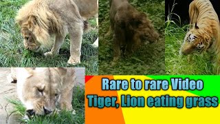 Lion, Tiger Eating Gr, Rare To Rare Video Of Wild Cats