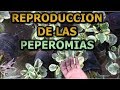 Como reproducir la planta Peperomia variegata  || Info Garden