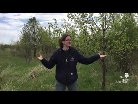 Video: Hebben callery-perenbomen doornen?