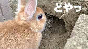 穴掘り動画 2日で大穴あけちゃう親方 1053 Youtube