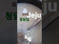 #jeju #청담집 #설렁탕