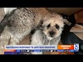 LAPD chief, L.A. mayor respond to police shooting of dog in Canoga Park