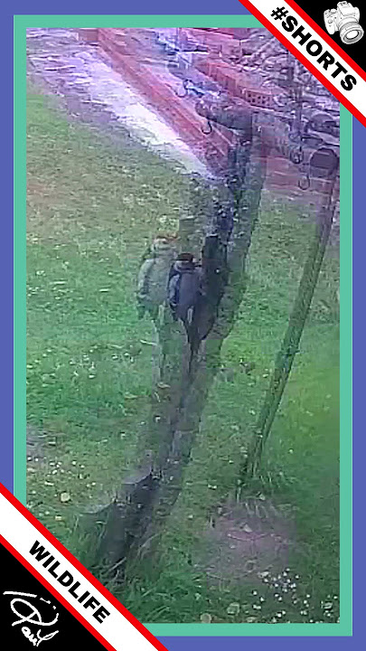 GARDEN BIRDS Feeding Young 📷 #Shorts (No 18)