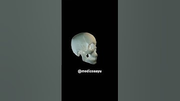 human skull anatomy | skeleton #viral #youtubeshorts #shortsvideo #trending #skull #shorts