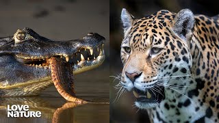 Wild Killing Techniques of Jaguars, Caimans, and Anacondas | Wild 24 203