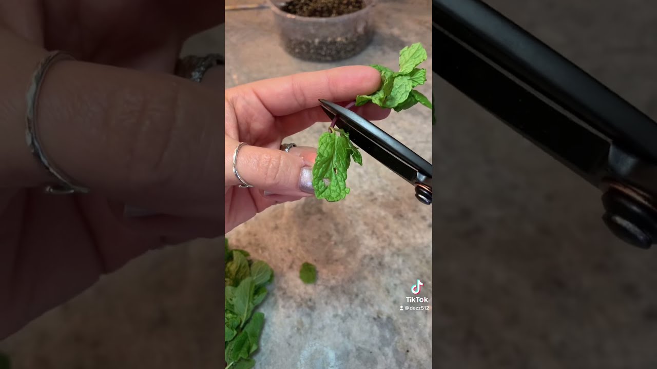 How To Grow More Mint From Store Bought 