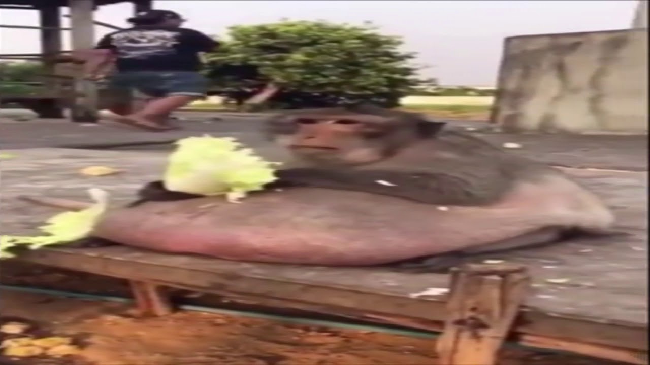 utopian pig; presents; uncle fat; the fat ; monkey; funny cool; monkey