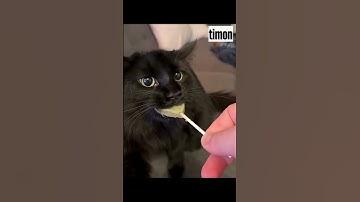 What Happened When My Cat Had Catnip for the First Time #shortvideo #shorts #يوتيوب