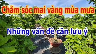 Những lưu ý về cây mai vàng mùa mưa - chăm sóc mai vàng