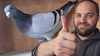 380km Pigeon Racing - Pigeon Race Returns 380km Pigeon Racing - Pigeon Race Returns