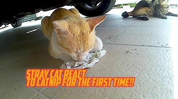 *So Cute! Stray Cat React to Catnip For The First Time!