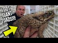 UNBOXING THE LARGEST TOADS IN THE WORLD FOR MY REPTILE ZOO!! | BRIAN BARCZYK