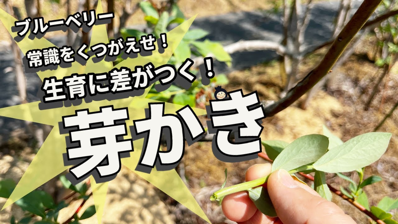 【ブルーベリー】芽かきを制す者は… さぁ芽かきを覚えよう！