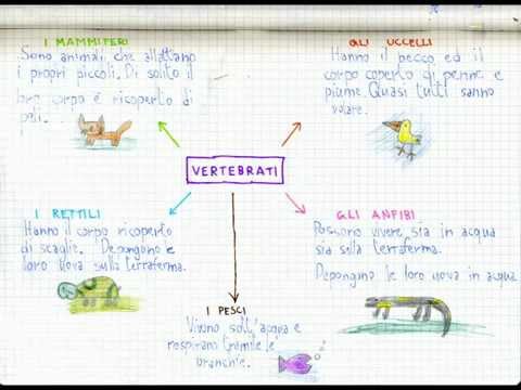 La Canzone Dei Vertebrati Testo Scienze Scuola Primaria Youtube