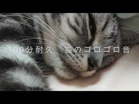 【睡眠用 ASMR】 猫のゴロゴロ音 100分 【猫耐久】