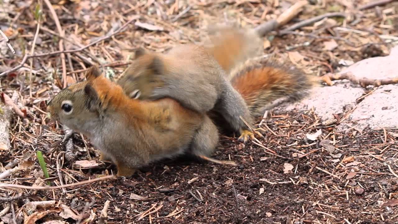 How to tell a squirrels sex