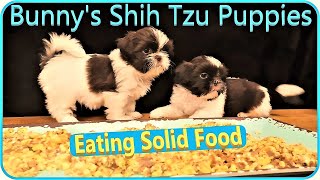 Bunny's Shih Tzu Puppies  Eating Solid Food