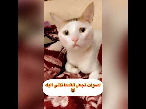اصوات تجعل القطط تأتي اليك