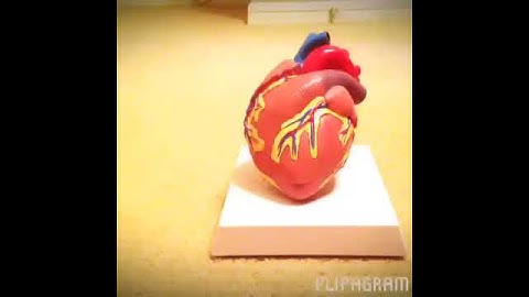 The Heart- STEM SOS PBL Level 2 Project